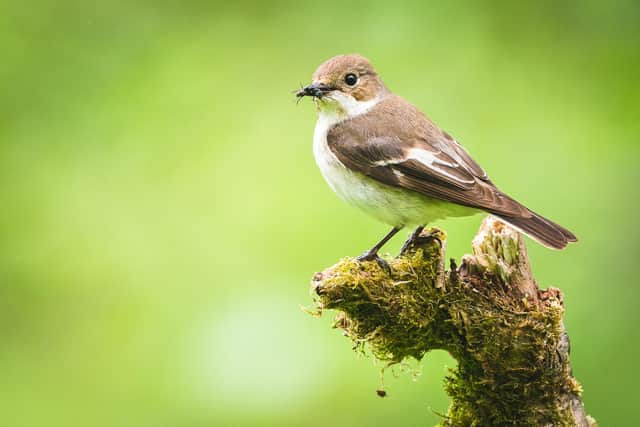 Several RSPB nature reserves have seen a record-breaking breeding 2023 season for migratory Pied Flycatchers with numbers having increased across several reserves. Picture: RSPB