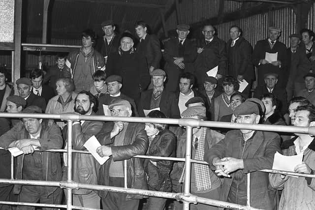 In December 1981 the Ulster Ayrshire Cattle Club held their annual show and sale in McClelland’s Livestock Mart, Ballyclare. It attracted the best ever trade for the breed. Intense bidding resulted in high prices, soaring averages, and a new record price for a pedigree Ayrshire sold Ireland. Pictured is a section of the crowded sale ring during the auction of pedigree Ayrshire cattle. Picture: News Letter archives/Darryl Armitage