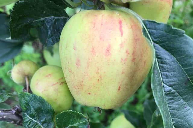 An undamaged apple next to apples damaged by rosy apple aphid (reduced in size and malformed). Picture: University of Reading/Charlotte Howard