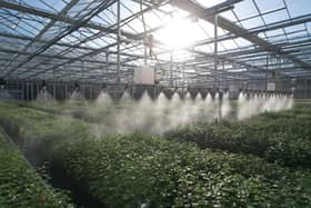 Its ultra-efficient tree nursery in Fife is the world’s first to be verified carbon-negative