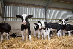 Take control and proactively manage calf rearing with the AHV Calf Rearing Programme. Submitted picture