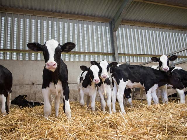Take control and proactively manage calf rearing with the AHV Calf Rearing Programme. Submitted picture