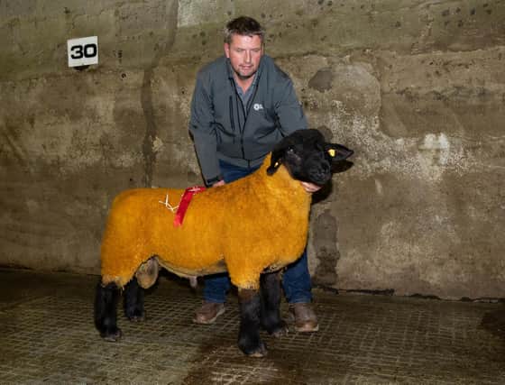 Andrew Wilson with the Open Ram Class winner and Show Champion at the Donegal Pedigree Suffolk Breeders Show and Sale in Raphoe Livestock Mart. Photo Clive Wasson