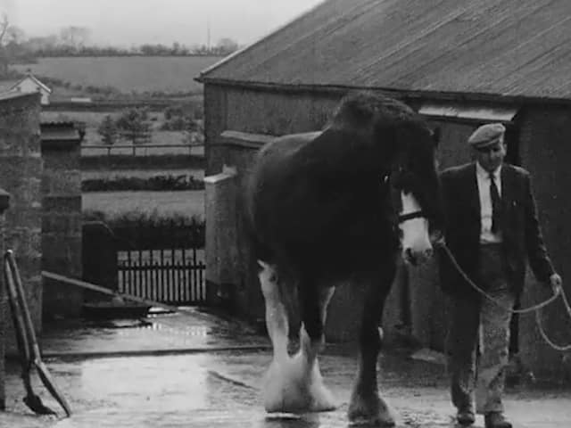 A snippet from a film from Northern Ireland Screen’s Digital Film Archive about the breeding of Clydesdale horses. Picture: NI Screen's Digital Film Archive