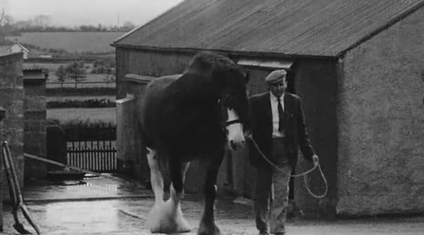 A snippet from a film from Northern Ireland Screen’s Digital Film Archive about the breeding of Clydesdale horses. Picture: NI Screen's Digital Film Archive