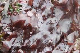 Seaweed is now one of my condiments of choice. The writer John B Keane summed up its importance when he said: “God created seaweed, the seaweed made the world.”  Picture: Submitted