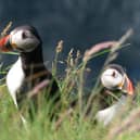 The first Puffins of the season have returned to Rathlin Island, and they’re right on cue. Picture: RSPB