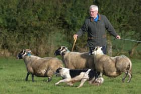 Robin McNinch with his dog Jess. (Pic: Larne Sheepdog Trial)