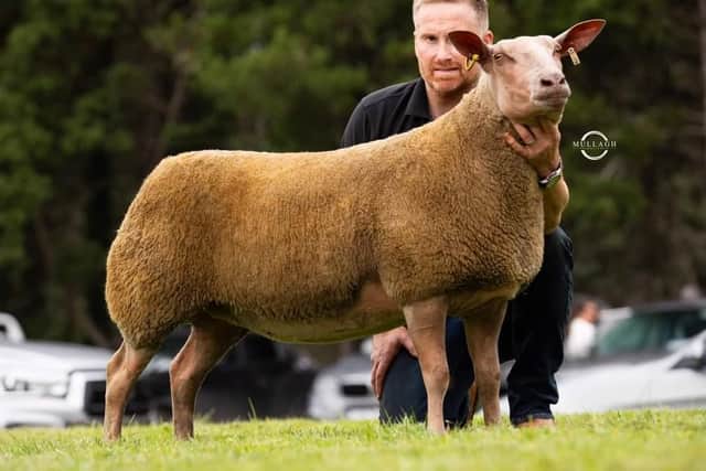 Reserve Overall Champion (shearling ewe) Olwood Anastasia form James Houston. Pic: Rouge Club