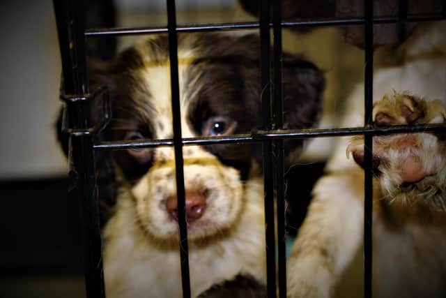 The USPCA has already seen a ‘sad rise’ in surrendered animals due to unforeseen circumstances.