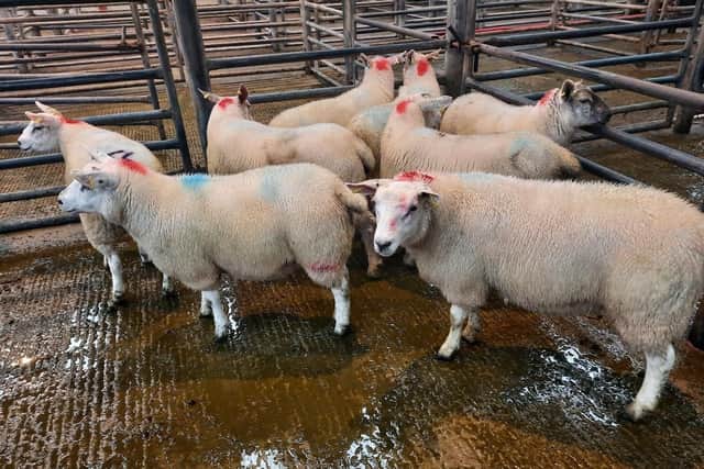 At the sheep sale held at Downpatrick Mart on Saturday, August 19, an Erenagh farmer topped the pen of fat lambs category on the day with lot 56: 24.30kg at £116.50. Picture: Downpatrick Mart