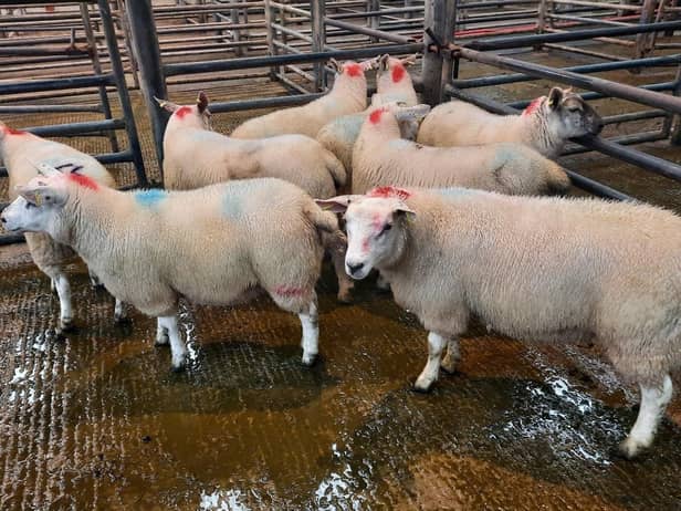 At the sheep sale held at Downpatrick Mart on Saturday, August 19, an Erenagh farmer topped the pen of fat lambs category on the day with lot 56: 24.30kg at £116.50. Picture: Downpatrick Mart