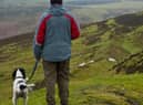 In the survey of more than 300 sheep farmers, 70 per cent had experienced a sheep worrying attack in the past 12 months, with 95 per cent of respondents experiencing up to 10 cases per year.