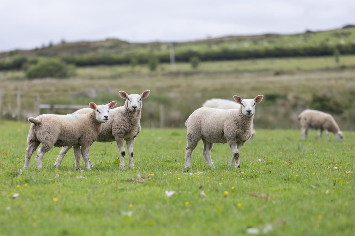 Sheep Farming In NI sheep-farming-in-ni