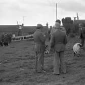 A sheep makes a run for the road after its escape from the arena at the Cairncastle Sheepdog Trials near Larne in September 1982. Picture: Farming Life/News Letter archives