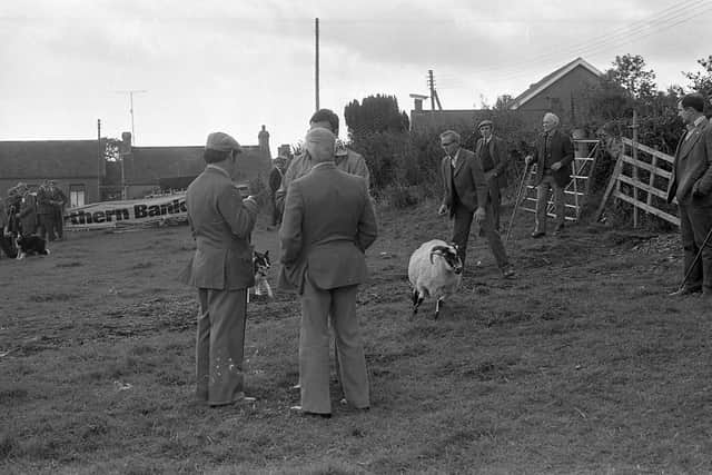 A sheep makes a run for the road after its escape from the arena at the Cairncastle Sheepdog Trials near Larne in September 1982. Picture: Farming Life/News Letter archives