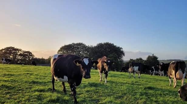 In 2022, NI spent a record £1.18 billion on animal feed which was up 22 per cent from £966 million in 2021. Picture: stock image