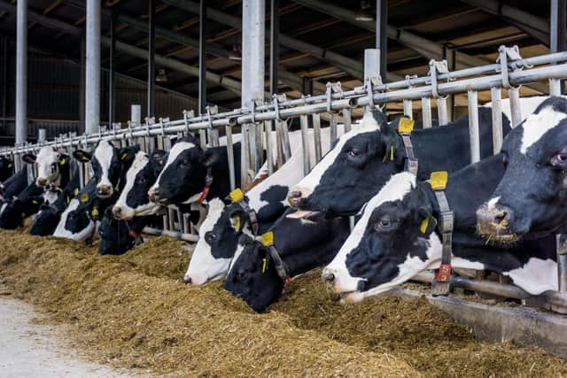 dairy cows winter feeding. (Image: Freelance)