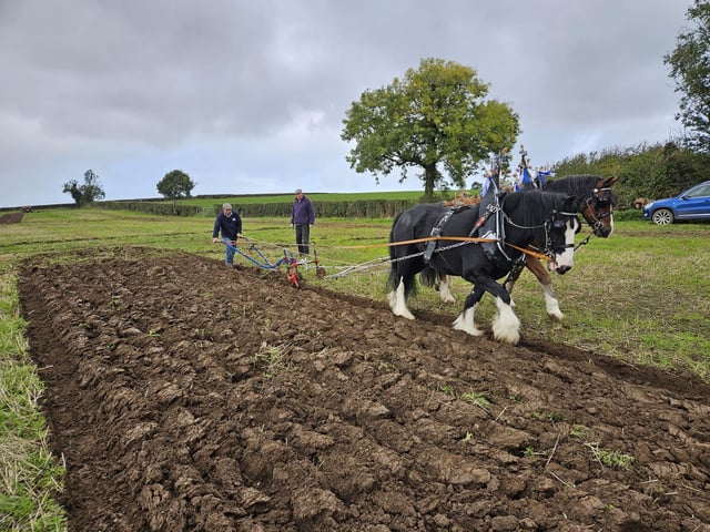 John Weir from Ballyclare won the Horse Class and Style and Appearance at Listooder Ploughing Match on Saturday