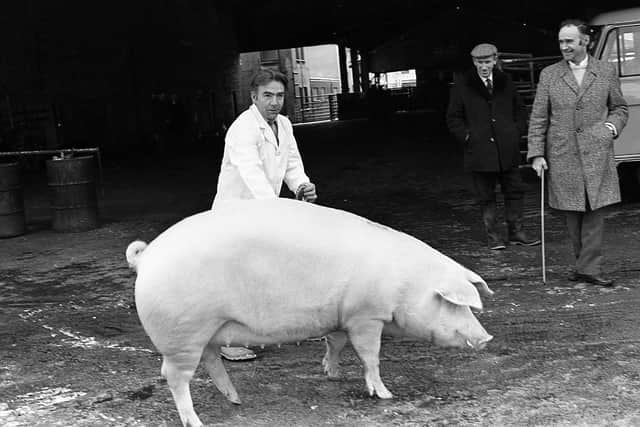 Pictured in December 1981 at a show and sale of Landrace pigs which was held at Cookstown is Robert Overend from Bellaghy with the supreme champion gilt. Picture: Farming Life archives/Darryl Armitage