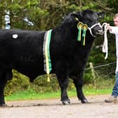 The supreme overall Aberdeen Angus champion Drumhill Lord Hugo Y102 topped the sale and set a new breed record of 8,400gns at Dungannon. Picture: Alfie Shaw, Agri-Images