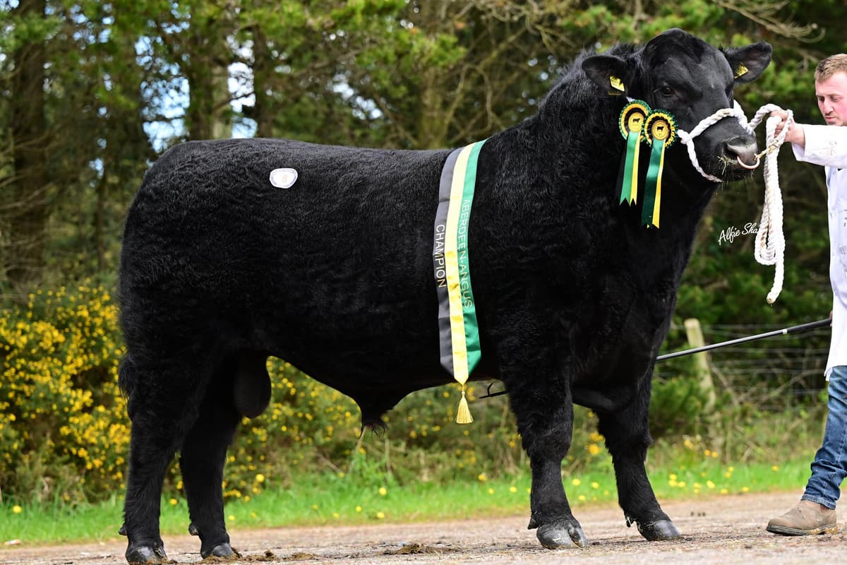 Angus Wolves Aberdeen Angus champion sets 8,400gns record at Dungannon