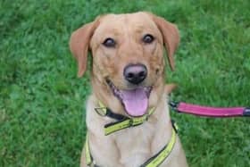 Ruby is an excitable big girl who loves to play with her toys.