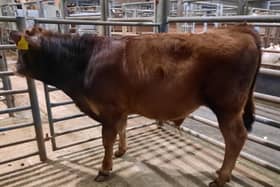 At the drop calf sale held at Downpatrick Mart on Saturday 17th February 2024, a Crossgar farmer topped the drop calf category on the day with lot 609, an Aubrac bull calf at 196kg which sold for £505. Picture:  Downpatrick Mart
