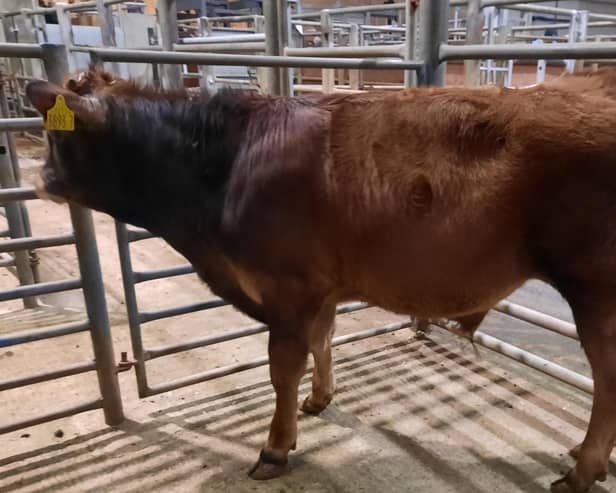 At the drop calf sale held at Downpatrick Mart on Saturday 17th February 2024, a Crossgar farmer topped the drop calf category on the day with lot 609, an Aubrac bull calf at 196kg which sold for £505. Picture:  Downpatrick Mart