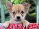 Winston is an adorable Chihuahua crossbreed puppy who is searching for a loving and permanent home.