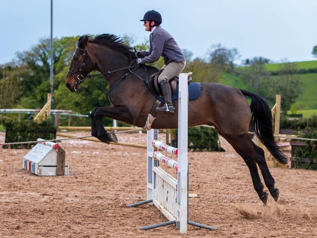 Elizabeth Cherry riding Monty Miller in Class 5. (Pic: Martin O'Neill Photography)