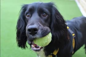 Mo is a handsome one-year-old Springer/Cocker Spaniel cross. (Pic: Dogs Trust)
