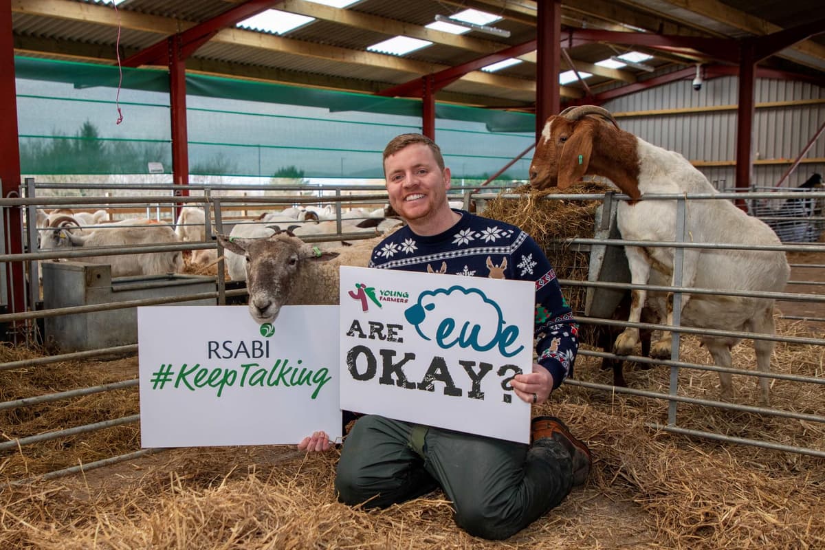 Sheep Raid Message World’s loneliest sheep now an ambassador for mental health message