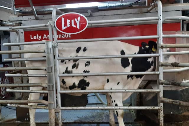 Cow being milked in the AFBI Hillsborough milking robot, with head adjacent to the robot feed station.Pic: AFBI