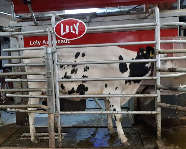 Cow being milked in the AFBI Hillsborough milking robot, with head adjacent to the robot feed station.Pic: AFBI