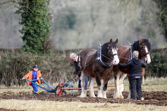 Horses ploughing during the Mullahead Ploughing match. Picture: Steven McAuley/Kevin McAuley Photography Multimedia