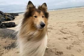 Cobie is a six-year-old beautiful Rough Collie who is a friendly, quiet and gentle boy with little known history.  (Pic: Dogs Trust)