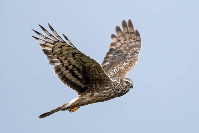 Eyes to the skies for returning hen harriers. Picture: RSPB