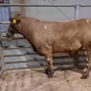 At the cattle sale which was held at Downpatrick Mart on Monday, 22nd April, 2024, a Downpatrick farmer topped the male medium-weight category on the night with lot 232, a Charolais bull weighing 476kg which sold for £1280.00 (268.9p). Picture: Downpatrick Mart