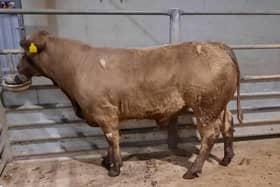 At the cattle sale which was held at Downpatrick Mart on Monday, 22nd April, 2024, a Downpatrick farmer topped the male medium-weight category on the night with lot 232, a Charolais bull weighing 476kg which sold for £1280.00 (268.9p). Picture: Downpatrick Mart