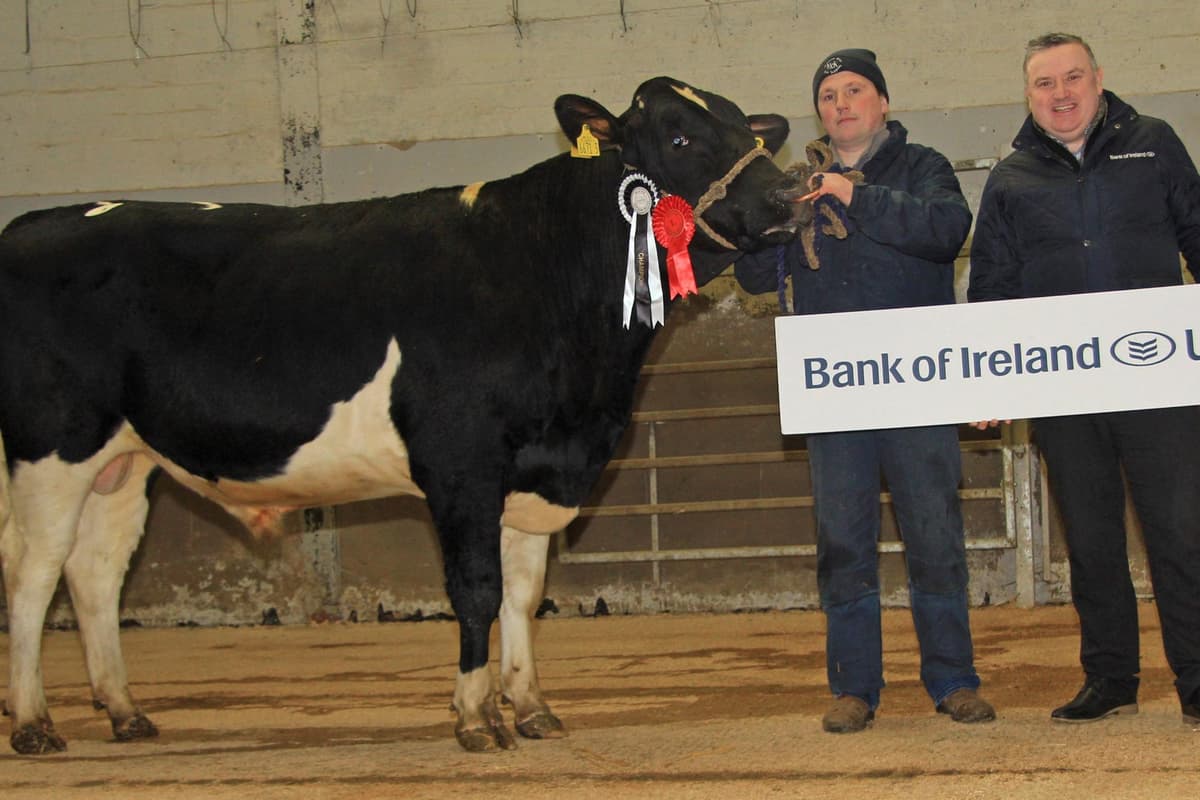 Bull Entry Inch Joel leads Holstein bull entry at 3,400gns