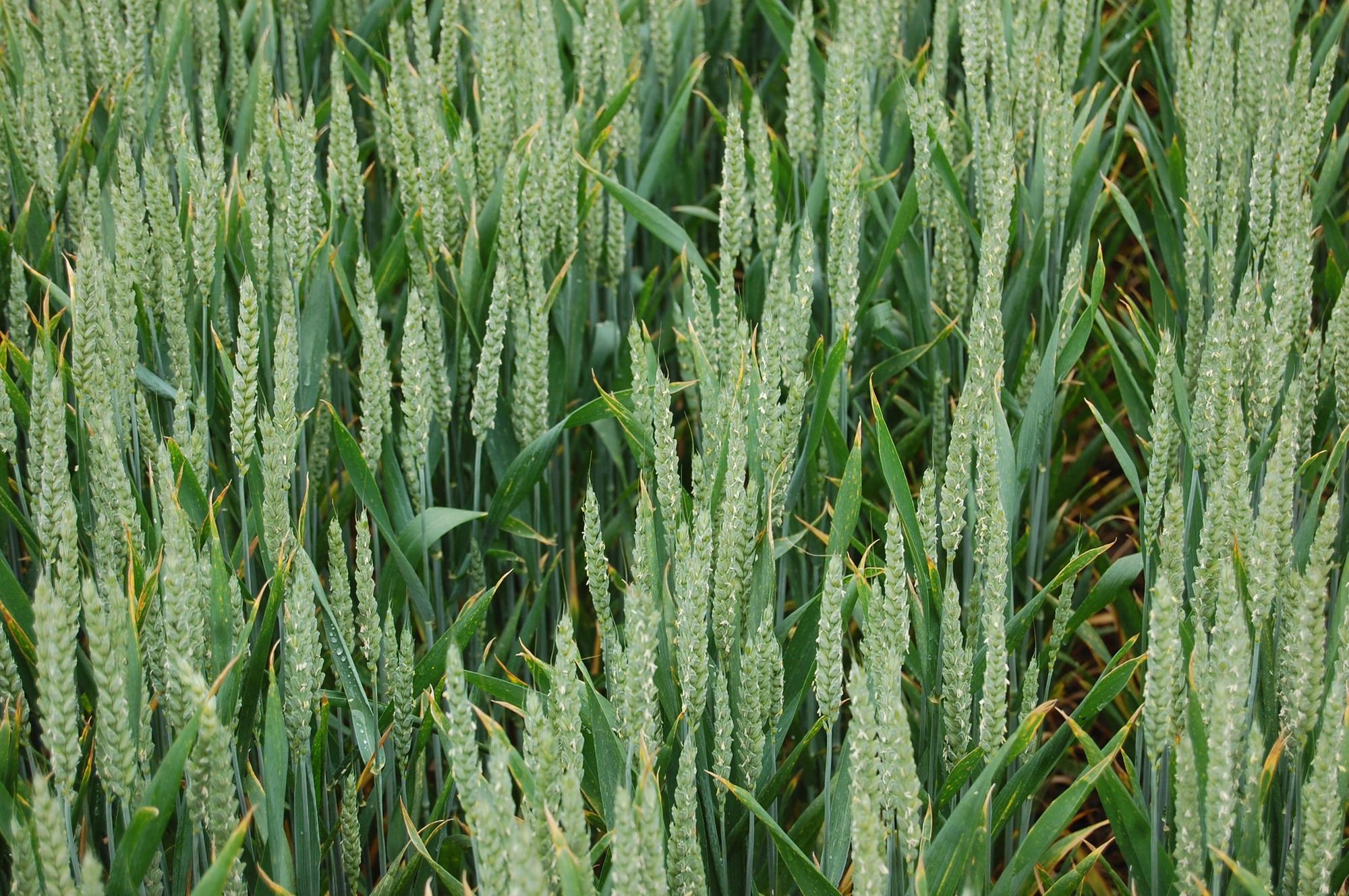 Determining the accurate carbon footprint of arable cropping systems