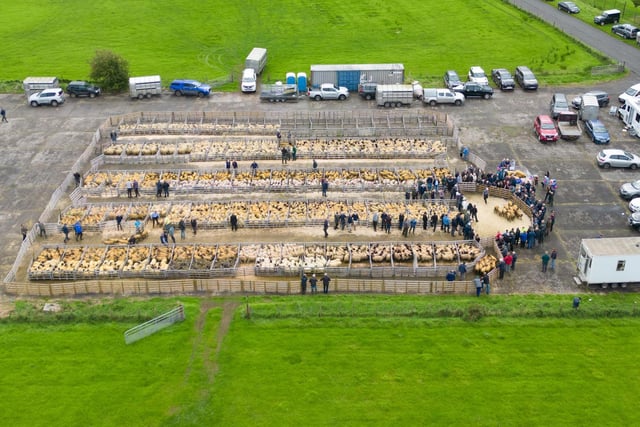 The busy sale ring at the Alexander Gourley open air sheep show and sale at Aghanloo on Tuesday morning. Photo Clive Wasson