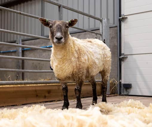 Fiona the sheep pictured after her rescue