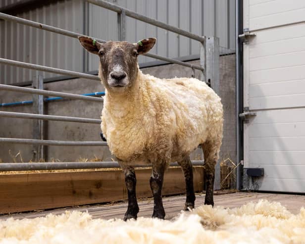 Fiona the sheep pictured after her rescue