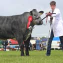 This fantastic heifer bought at the Jalex Sale earlier this year was tapped out Champion Breeding Heifer at the NICCEC Summer Spectacular for Ivan Lynn & Sons Armoy.