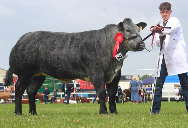 This fantastic heifer bought at the Jalex Sale earlier this year was tapped out Champion Breeding Heifer at the NICCEC Summer Spectacular for Ivan Lynn & Sons Armoy.