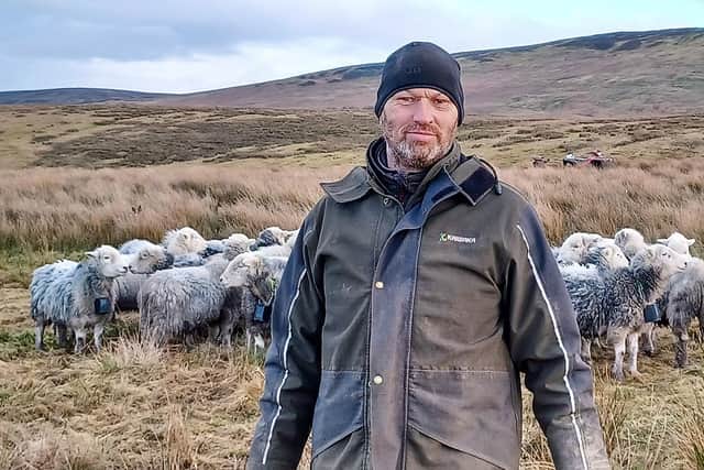 Farmer Ian Bell with Herdwick Sheep, wearing ‘Nofence’ collars at Tarnhouse Farm, RSPB Geltsdale. Picture: Ian Ryding