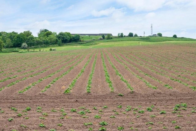 Some of the land is in spuds. Picture: Galbraith