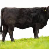 Millbrae Black Caoimhe X891, bred by Fr Sean Moore, Derrynoose, County Armagh